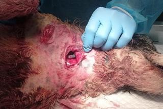 Weterynarze pomogli Tajce pogryzionej przez psy