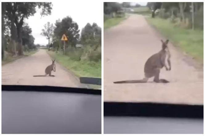 Gorazdowo. Kierowca spotkał kangura na środku drogi. Jest nagranie!