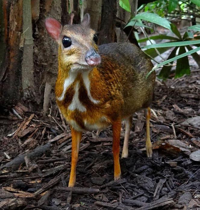 Myszojeleń jak z piosenki zamieszkał w ogrodzie zoologicznym w Polsce! Gdzie można zobaczyć Arnolda?