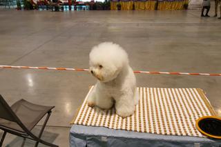 EXPO SILESIA DOG SHOW 2017