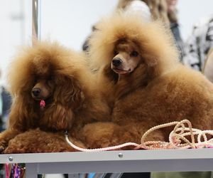 ZooPark ponownie przyciągnął do Targów Lublin tłumy miłośników zwierząt