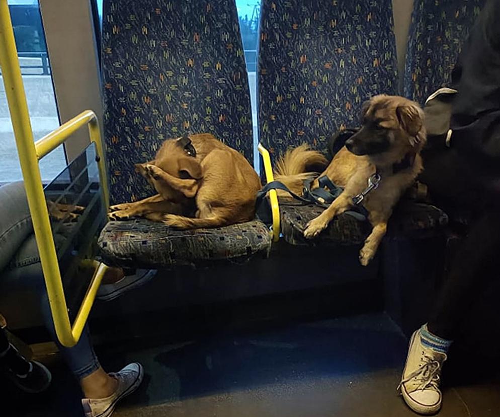 Psy w autobusie