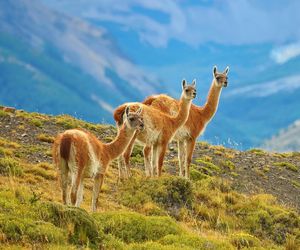 Patagonia i Buenos Aires