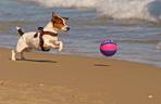 pies do bloku - jack russell terrier