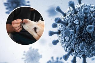 Ludzie częściej zarażają wirusami zwierzęta, niż zwierzęta ludzi.