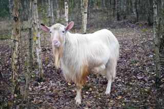 Podlaskie. Wataha wilków terroryzuje mieszkańców wioski. Zabijają zwierzęta, wchodzą na podwórko