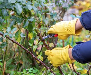 Wylej na sekator, zanim zabierzesz się za przycinanie róż wiosną. Konieczny zabieg po zimie uratuje krzewy. Przycinanie róż wiosną