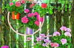 Pelargonie na 1001 sposobów – dekoracja odjechana