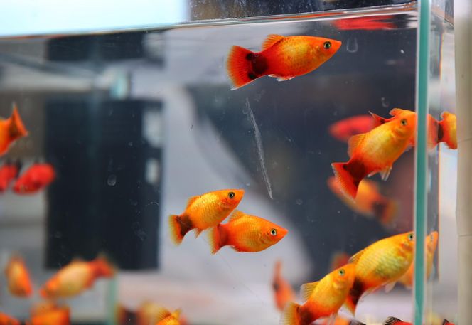 ZooPark ponownie przyciągnął do Targów Lublin tłumy miłośników zwierząt
