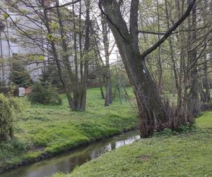 Miej oko na drzewa! Kontroluj działania wykonawców