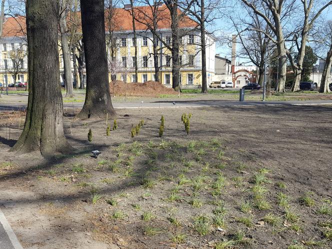 Kończy się czwarty etap rewitalizacji parku na Pl. Kościuszki w Lesznie