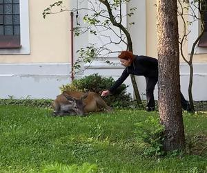 Śląskie: Egzamin ósmoklasisty zakłóciło wtargnięcie jelenia na teren szkoły