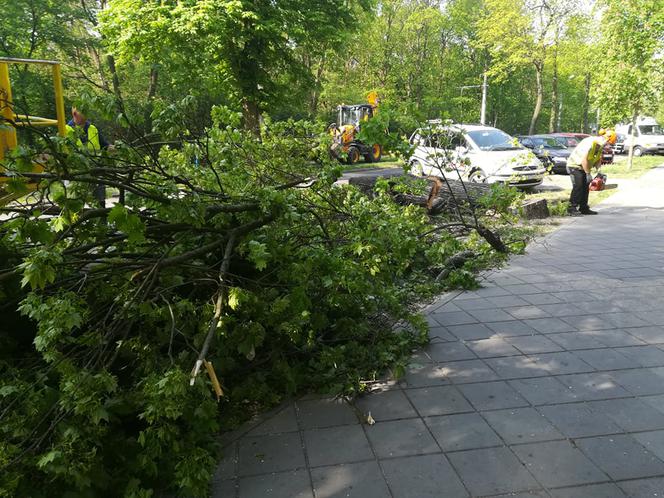 Wycinka drzew na Bydgoskim Przedmieściu. Mieszkańcy protestują