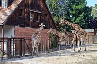 ZOO Wrocław ze specjalną ofertą. Dodatkowy dzień zwiedzania za darmo 