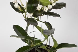 Rosliny doniczkowe na podporach