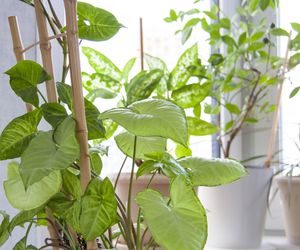 Rośliny doniczkowe na podporach