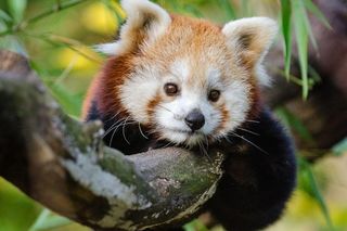 Zasłynęła w poznańskim ZOO z ucieczki. Teraz panda ruda ponownie wyrusza w podróż