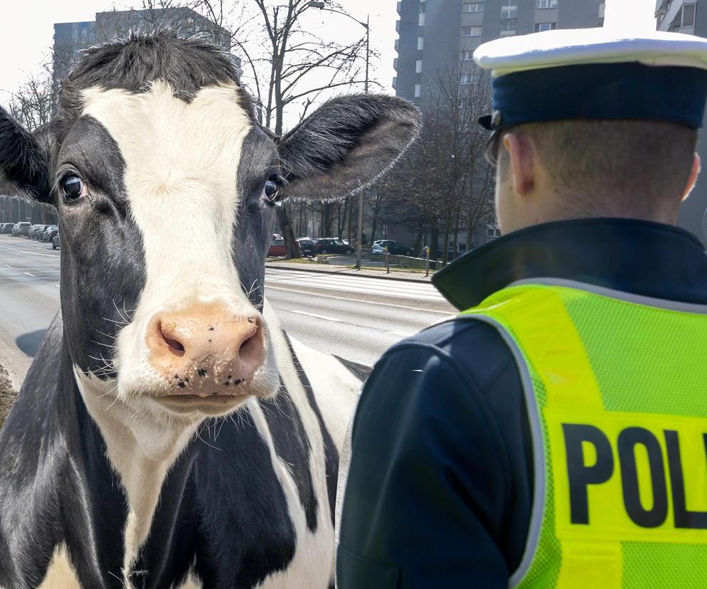 O dwóch takich, co ukradli krowę. Zbaranieli na widok policji