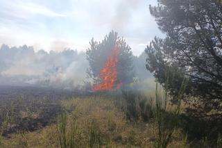 Pożar lasu i łąk na poligonie wojskowym. Akcja strażaków [GALERIA]