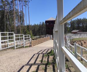 Zagroda Pokazowa Żubrów w Kopnej Górze. Unikalne miejsce na mapie Podlasia