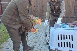  Ptak miał uszkodzony mięsień udowy. Dziś cieszy się wolnością
