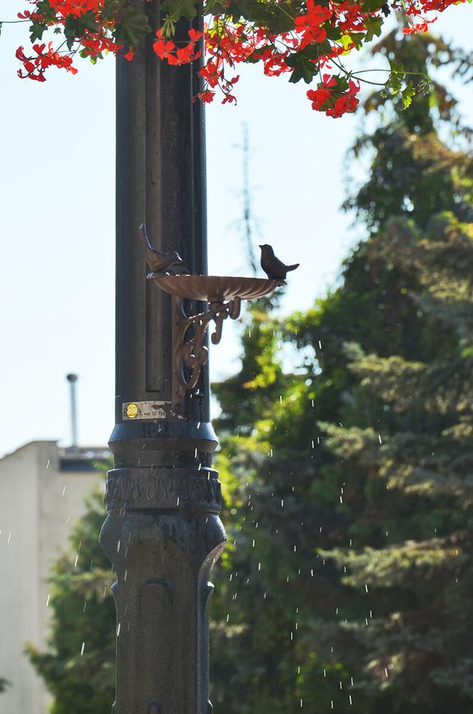 Na ratunek ptakom i owadom. Na latarniach pojawiły się poidełka [ZDJĘCIA]