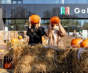 Farma Halloween przed Galerią Młociny