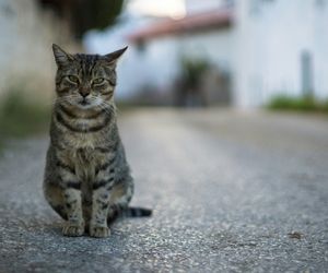 Schronisko wstrzymuje przyjmowanie kotów. Dlaczego? 