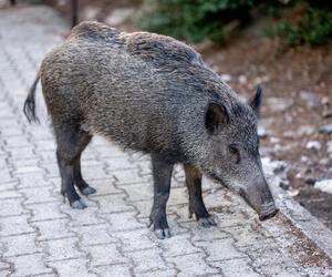 We Wrocławiu znaleziono 12 padłych dzików. Były zakażone ASF