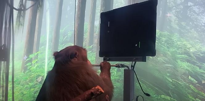 Elon Musk zaprezentował małpę, która telepatycznie gra w ping ponga! To przełom dla Neuralink