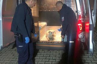 Policjanci uratowali psa