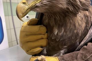 Kolejny otruty bielik w woj. lubelskim! Zwierzę trafiło pod opiekę specjalistów