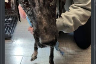 Leczyła ludzi a niemal zabiła swojego psa