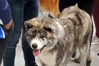 Tysiące psów i odwiedzających. II Międzynarodowa wystawa Psów Rasowych odbyła się w Bydgoszczy