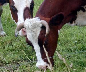 Koszmar zwierząt w gospodarstwie w Wielkopolsce! Padłe krowy i świnie zabrane właścicielowi