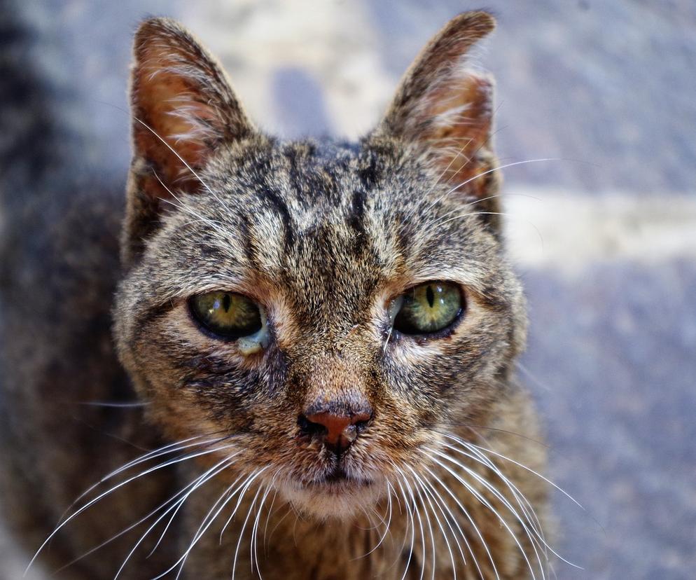 Chore koty na Pomorze. Odnotowano kilkadziesiąt przypadków. Jakie są objawy nieznanej choroby?