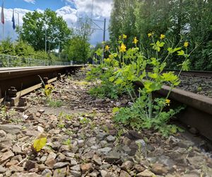 Torowisko tramwajowe na Babiej Wsi w Bydgoszczy zarośnięte chwastami. Tramwaje zniknęły stąd lata temu
