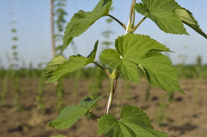 Najdroższe warzywo świata. Niemcy płacą 1000 € za kg, w Polsce rośnie jak chwast