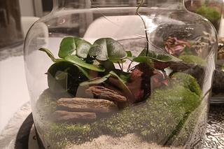  Rzeszów. Kwiaty po mojemu [GALERIA]