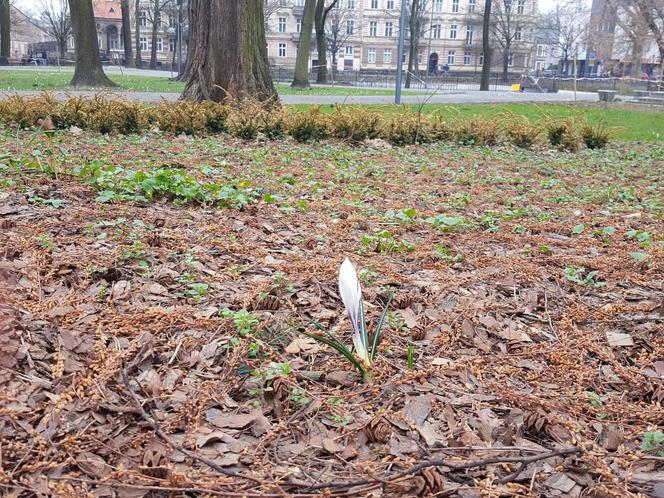 W parku na Pl. Kościuszki przygotowania do nowego sezonu