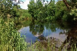 Zgłowiączka na wysokości Liska 