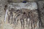 Specjaliści z Pracowni badań historycznych i archeologicznych Pomost zarejestrowali w wykopie w bydgoskim lesie szczątki ludzkie