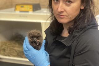 Jeż Franio za mały, żeby przetrwac zimę