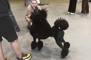 Wystawa psów Szczecin 2024 