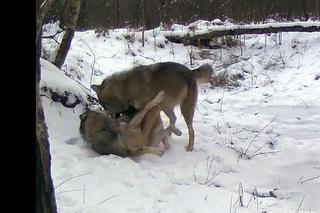 Tak się bawią wilki i lisy w lesie pod Częstochową. Wyjątkowe nagranie