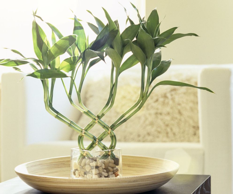 Dracena Sandera