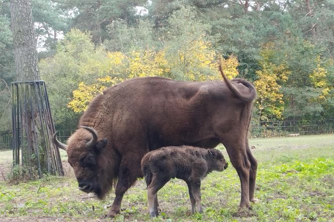 Młodą żubrzyczką w bydgoskim zoo opiekują się babcia i mama. Ona jest od chmur zawracania!