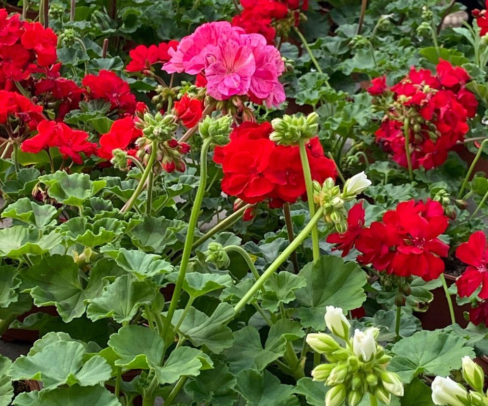 Pelargonie rabatowe