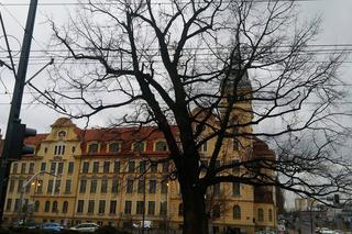 Ulica Focha i rozłożyste drzewo [ZDJĘCIE DNIA]