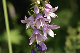 Dzwonek szerokolistny - Campanula latifolia